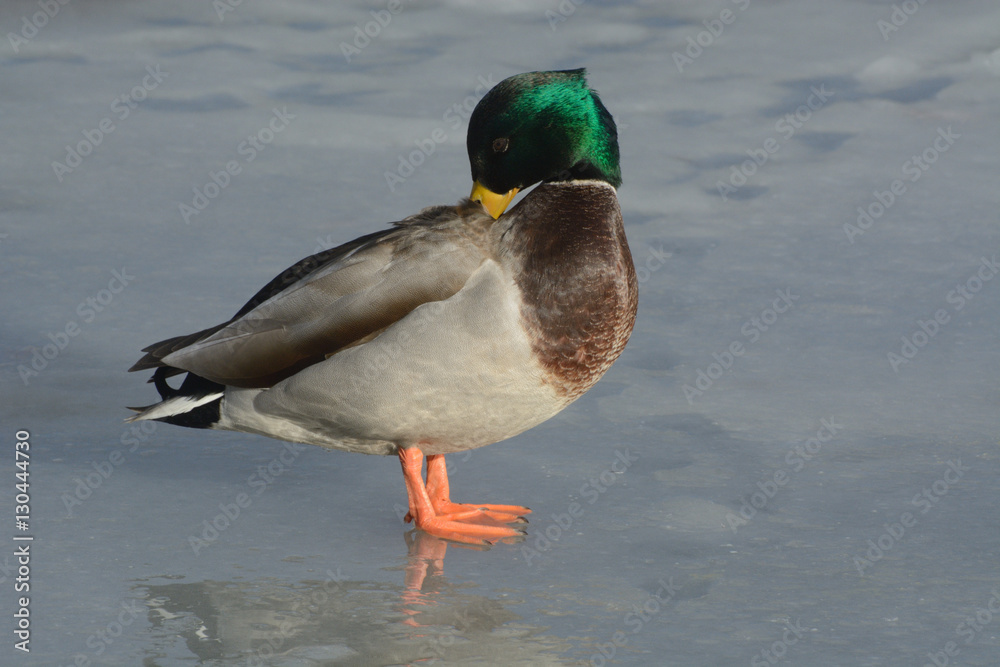 Obraz premium Mallard duck drake preening feathers on frozen icy winter lake