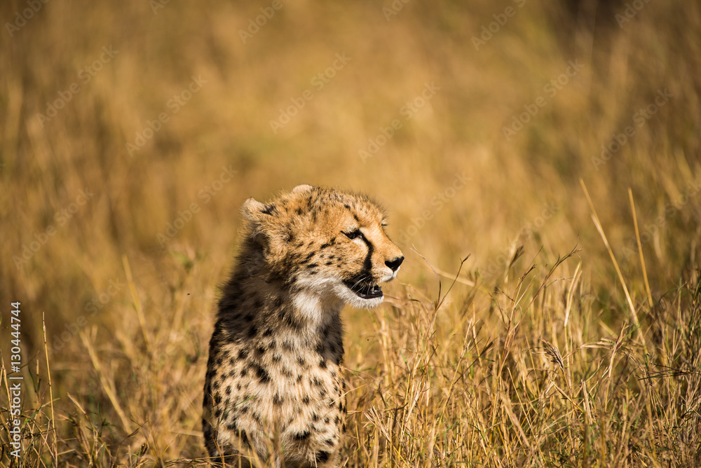 Fototapeta premium Young cheetah surveys savannah