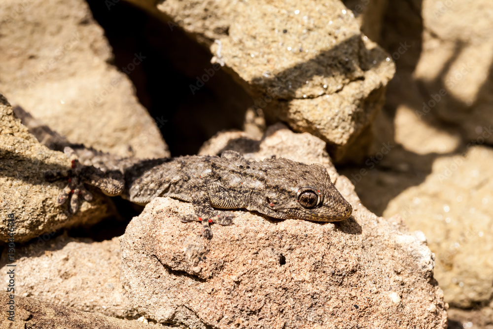 Camouflage (find the gecko) Camouflage (find the gecko)