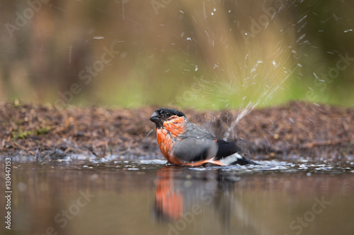 Fotografía Bullfinch
