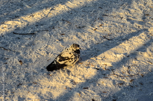 Pigeon on a snow in a park