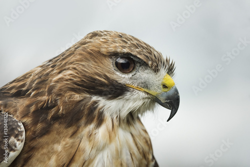 Red tailed hawk, an American raptor, bird of prey photo