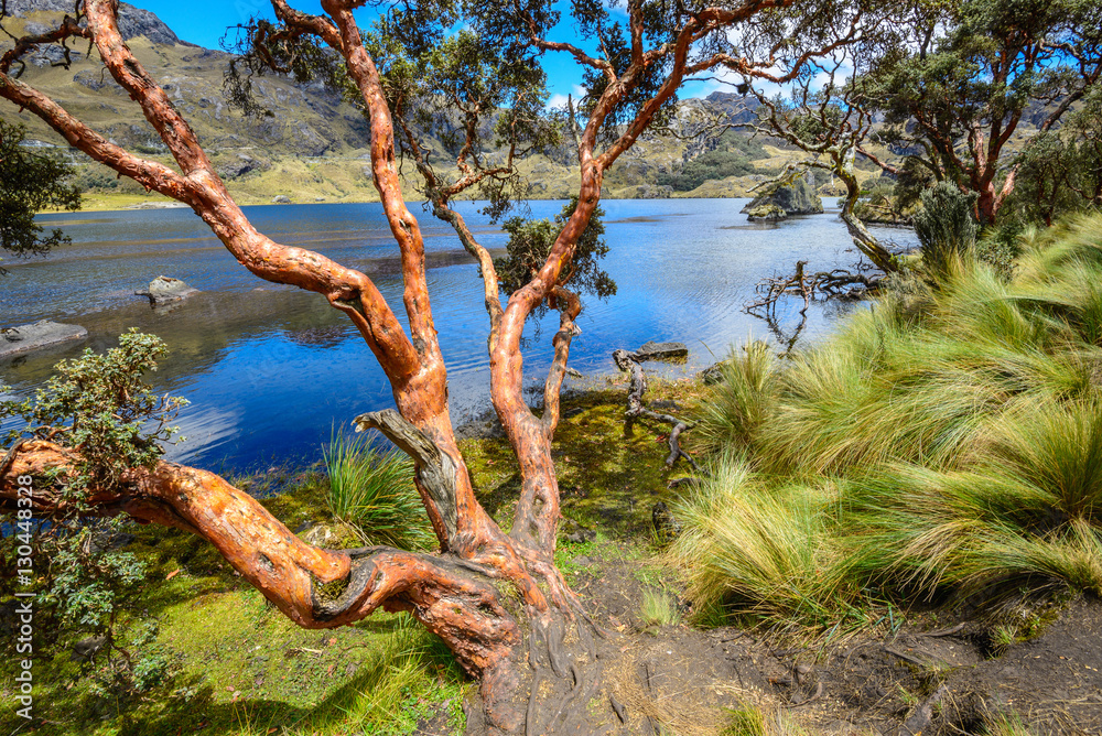 Obraz premium Paper tree in Cajas National Park, Ecuador