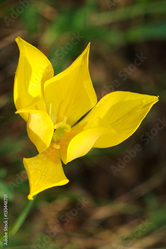 Didier's tulip or Garden tulip (Tulipa gesneriana L, Tulipa schr