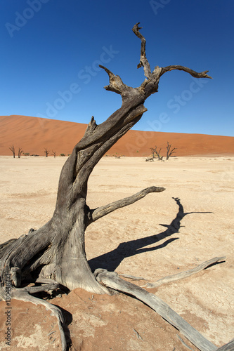 Dead Vlei - Sossusvlei  Namibia