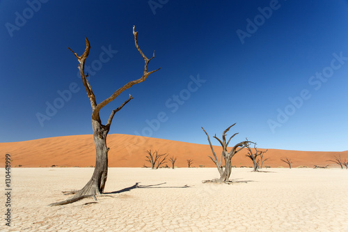 Dead Vlei - Sossusvlei, Namibia