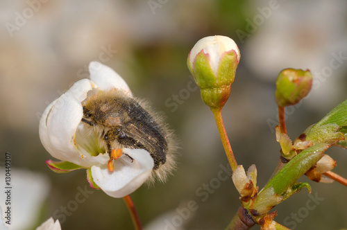 Apple blossom beetle (Epicometis hirta Poda) photo