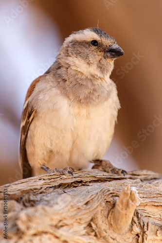 Female Sociable Weaver Bird, Namibia photo