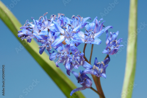 two-leaf squill or alpine squill (Scilla bifolia) Odessa region,