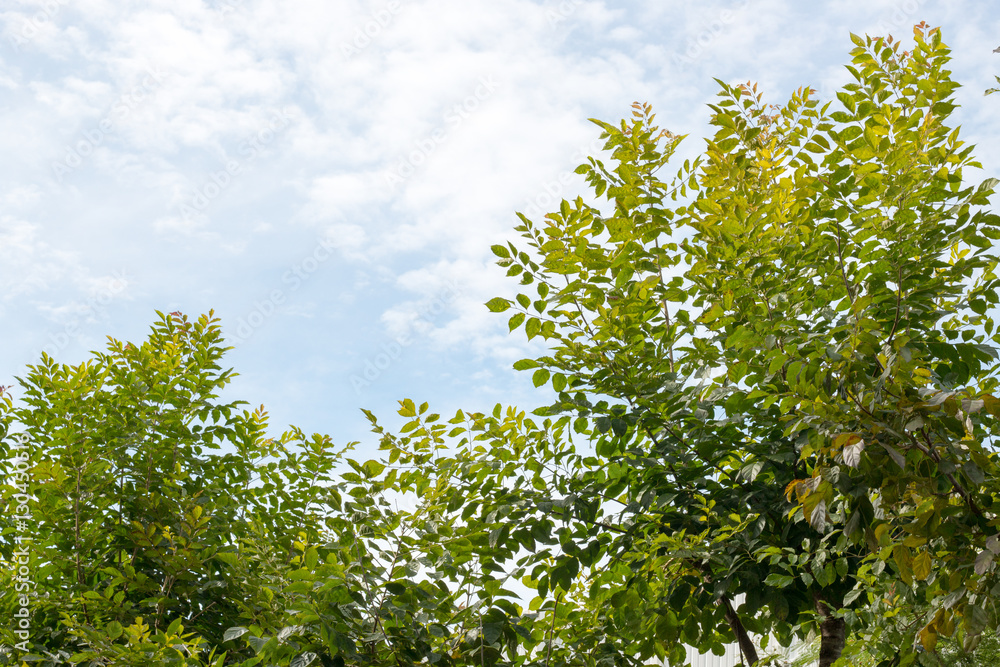 group of green leaf and skygreen leaf from garden,green leaf make oxygen and part of tree group of green leaf and skygreen leaf from garden,green leaf make oxygen and part of tree