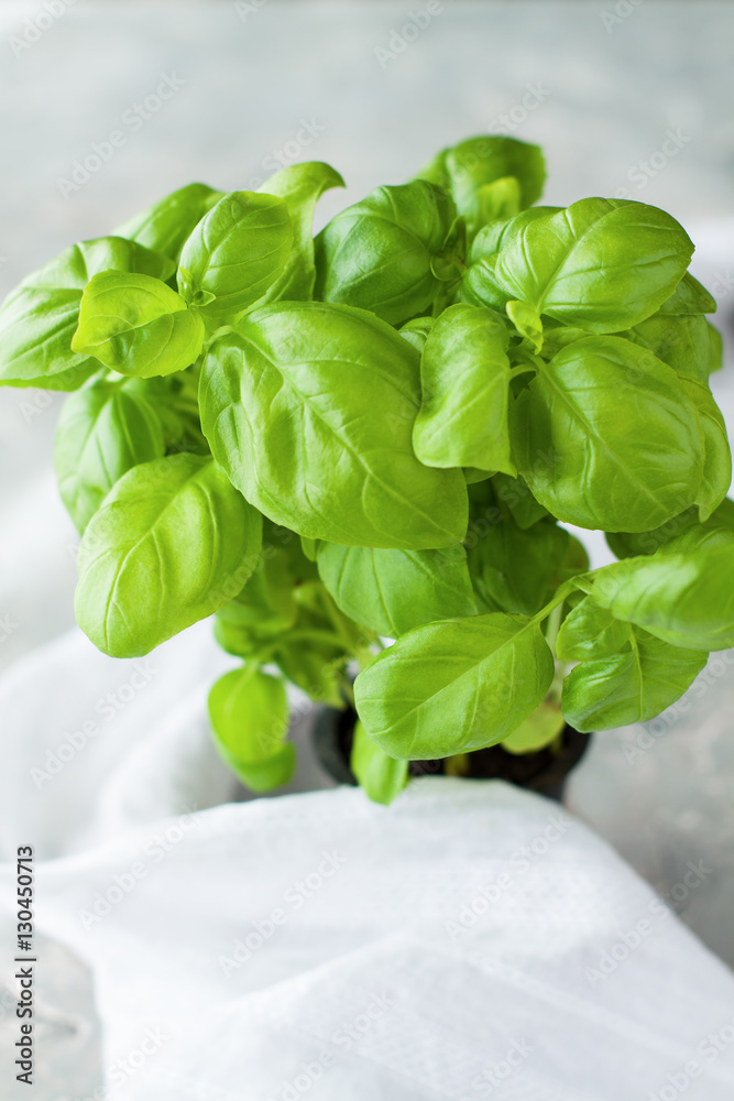 Obraz premium Fresh basil herb