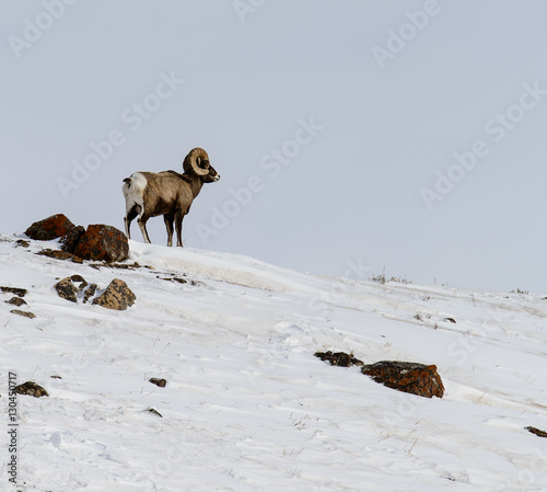 Yellowstone Big Horn Sheep