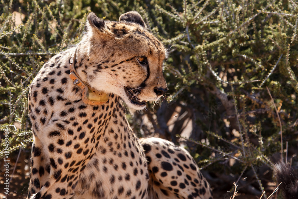 Fototapeta premium Cheetah in Sossusvlei, Namibia