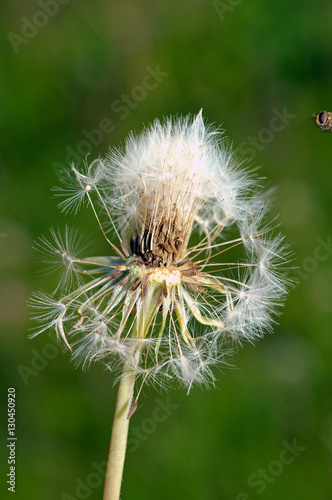 Dandelion  Taraxacum . Lake Baikal  Siberia  Russia