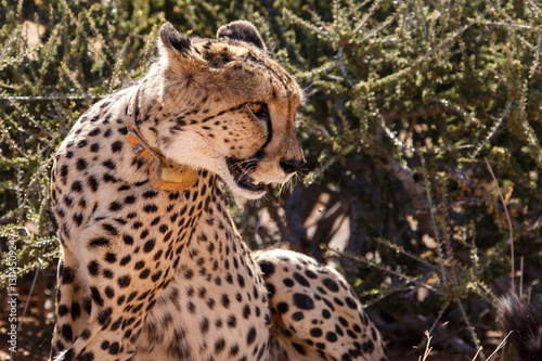 Cheetah in Sossusvlei, Namibia © Sam D'Cruz