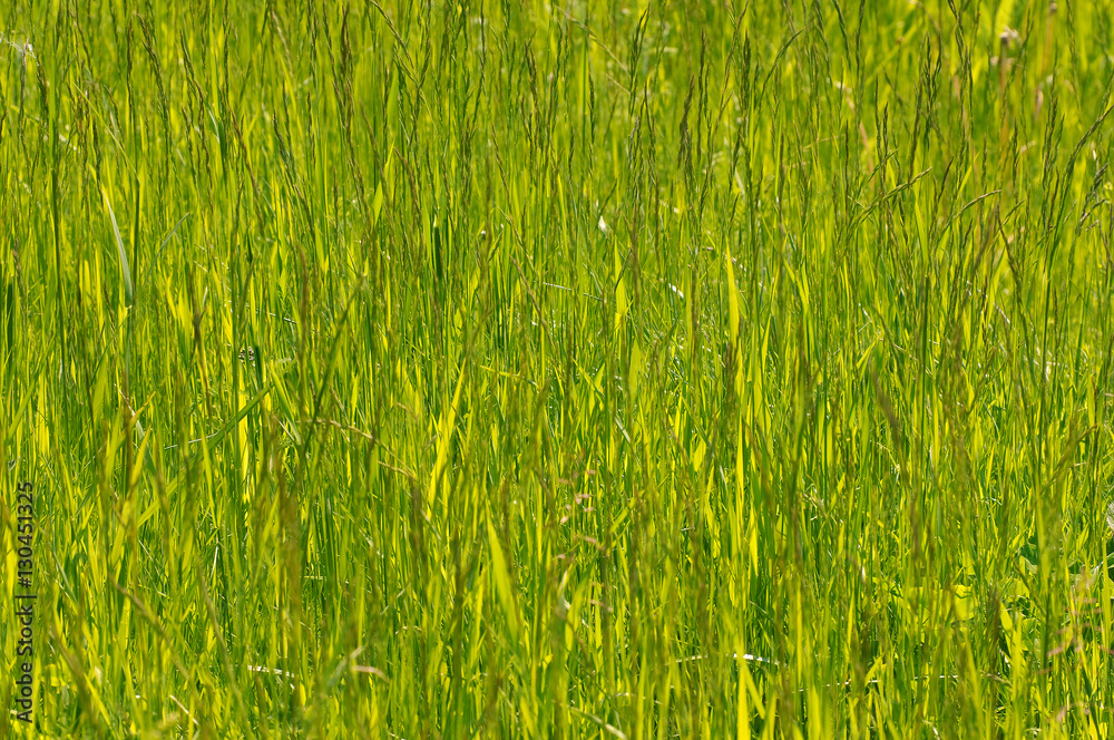 Green grass. Lake Baikal, Siberia, Russian Federation. Green grass. Lake Baikal, Siberia, Russian Federation.