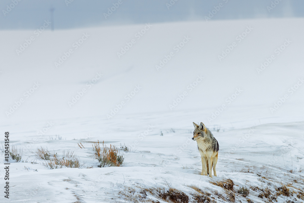 Fototapeta premium Yellowstone Coyote