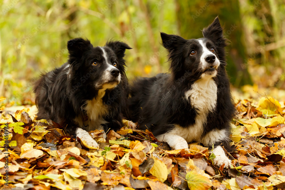 2 Border Collies im Laub 2 Border Collies im Laub