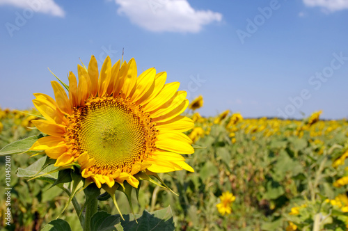 Sunflower  Helianthus annuus 