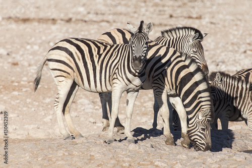 Zebra - Etosha, Namibia © Sam D'Cruz