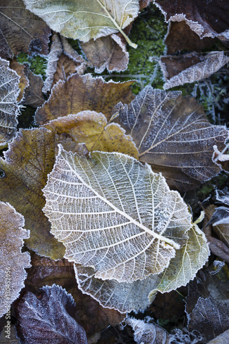 Herbstlaub mit Raureif
