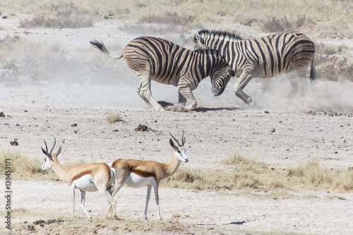 Zebra Fight - Etosha, Namibia © Sam D'Cruz