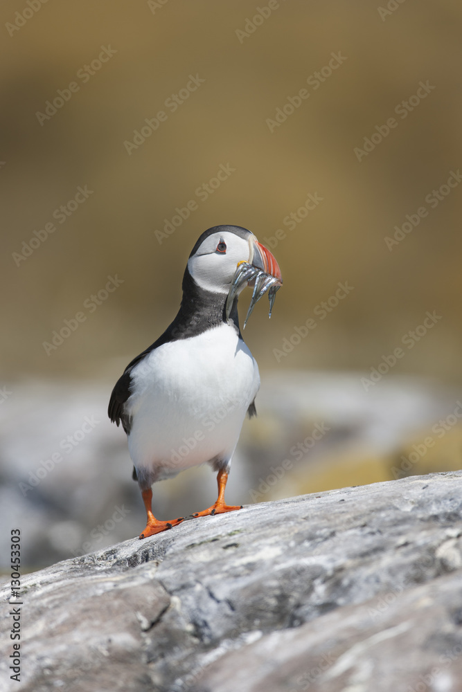 Puffin (Fratercula arctica) walking to its burrow along a rock with a beak full of sand eels, Farne Islands, Northumberland