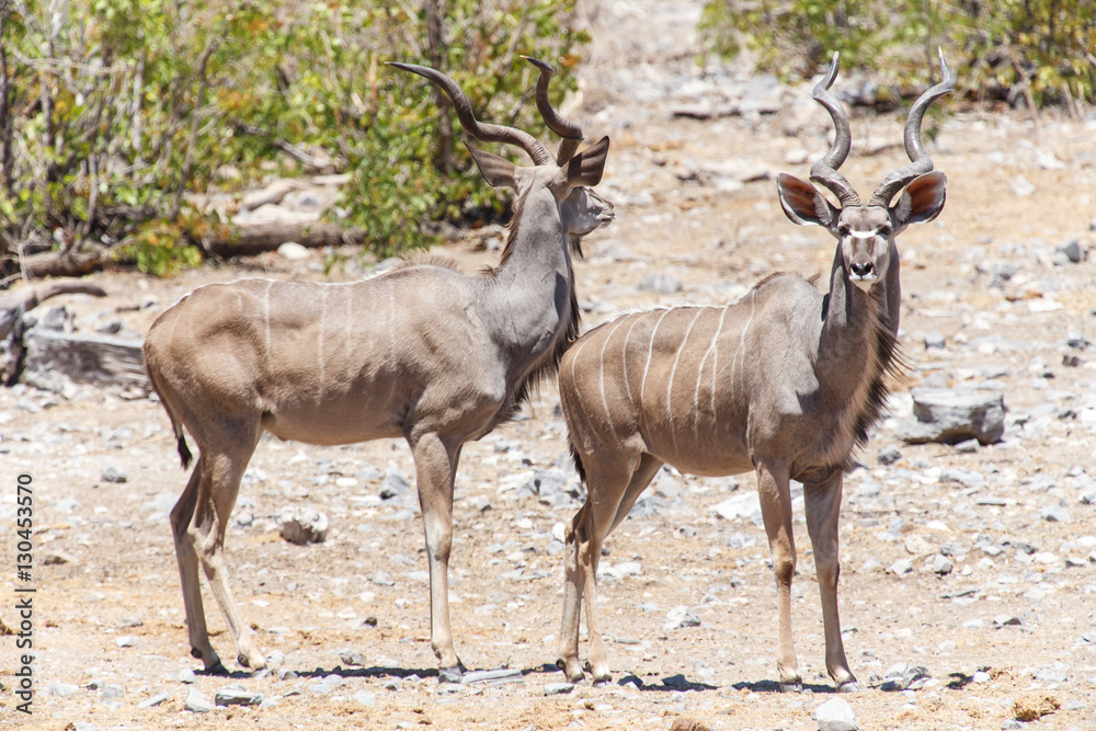 Obraz premium Kudu - Etosha Safari Park in Namibia