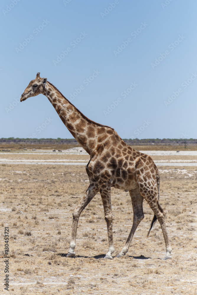 Fototapeta premium Giraffe - Etosha Safari Park in Namibia
