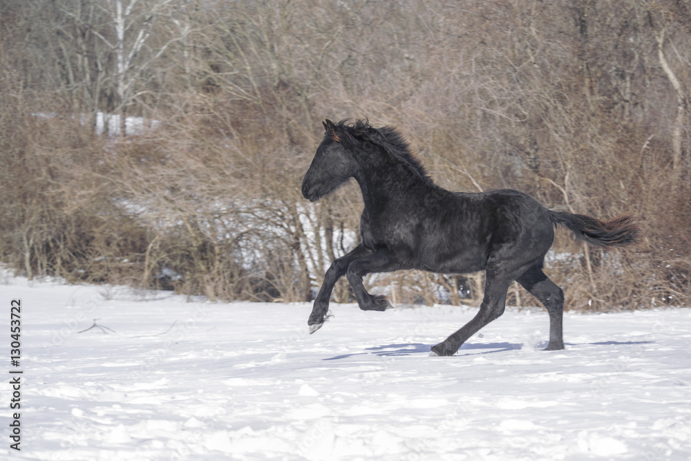 Friesian yearling horse running in snow Friesian yearling horse running in snow