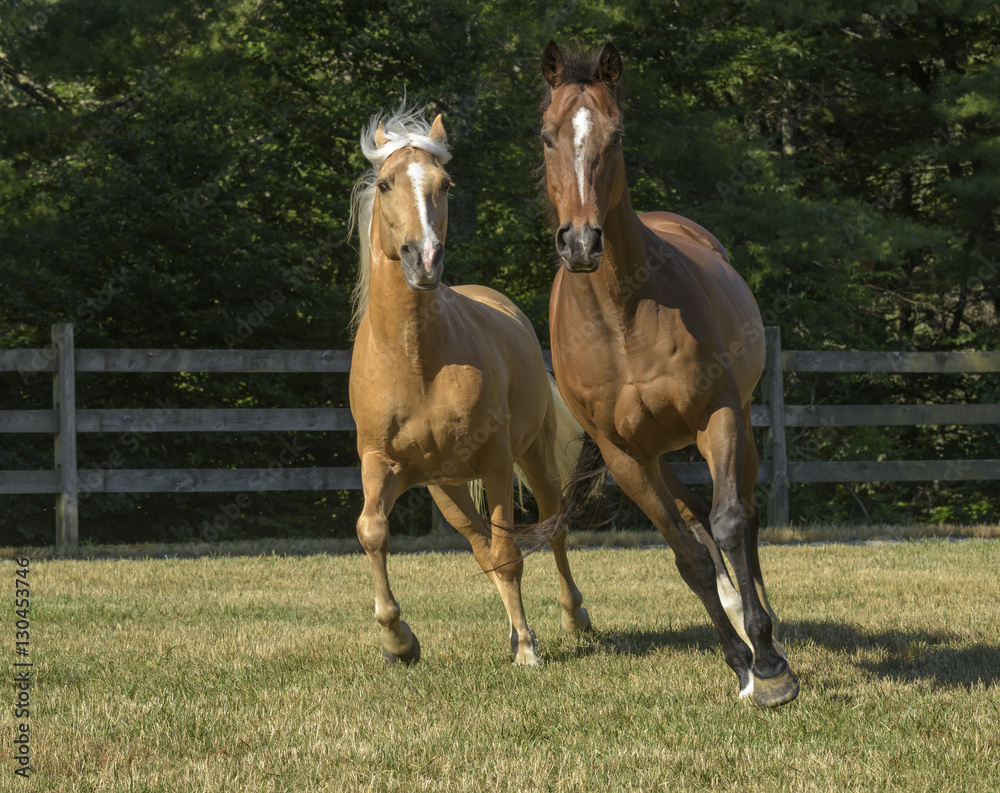 Fototapeta premium Thoroughbred and Walking horse gelding buddies run together