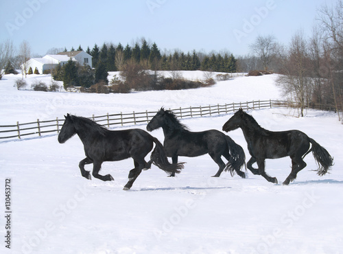 Friesian Horses gallop across snow covered paddock