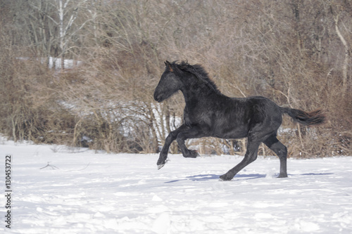 Friesian yearling horse running in snow