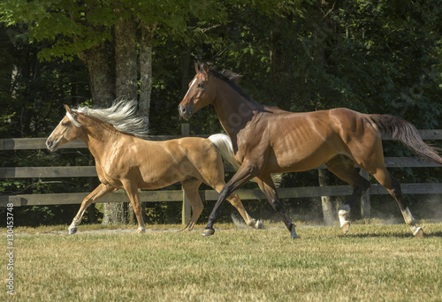 Canvas Print Thoroughbred and Walking horse gelding buddies run together