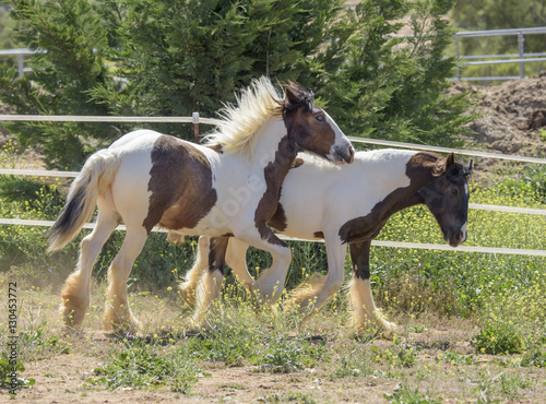 gypsy vanner yearling fillies play