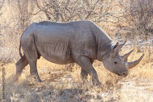 Black Rhino - Etosha Safari Park in Namibia