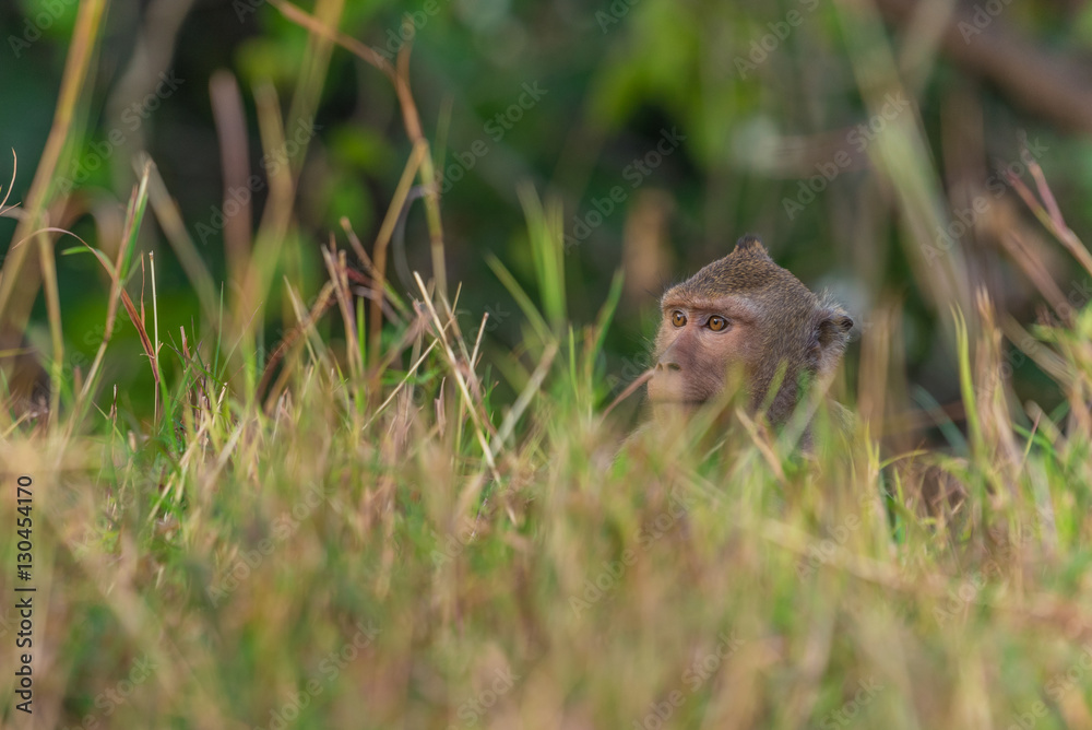 Monkey in nature Monkey in nature
