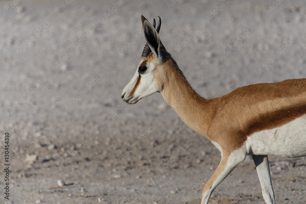 Springbok - Etosha Safari Park in Namibia Springbok - Etosha Safari Park in Namibia