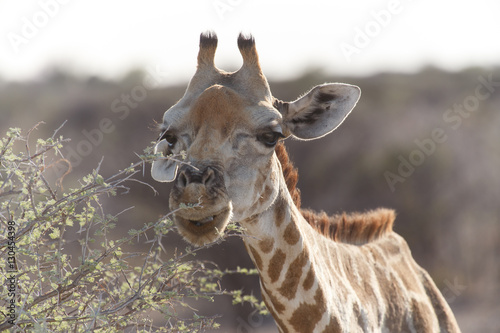 Fototapeta Naklejka Na Ścianę i Meble -  Giraffe - Etosha Safari Park in Namibia