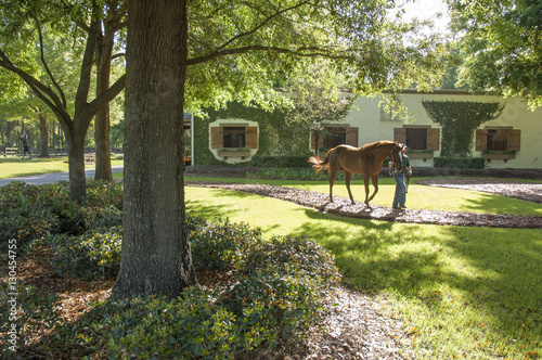 Handler leading Thoroughbred stallion from horse barn