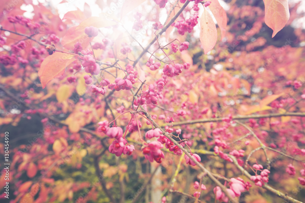 Pink Fruiting Capsules of Spindle Tree on Blurry Background