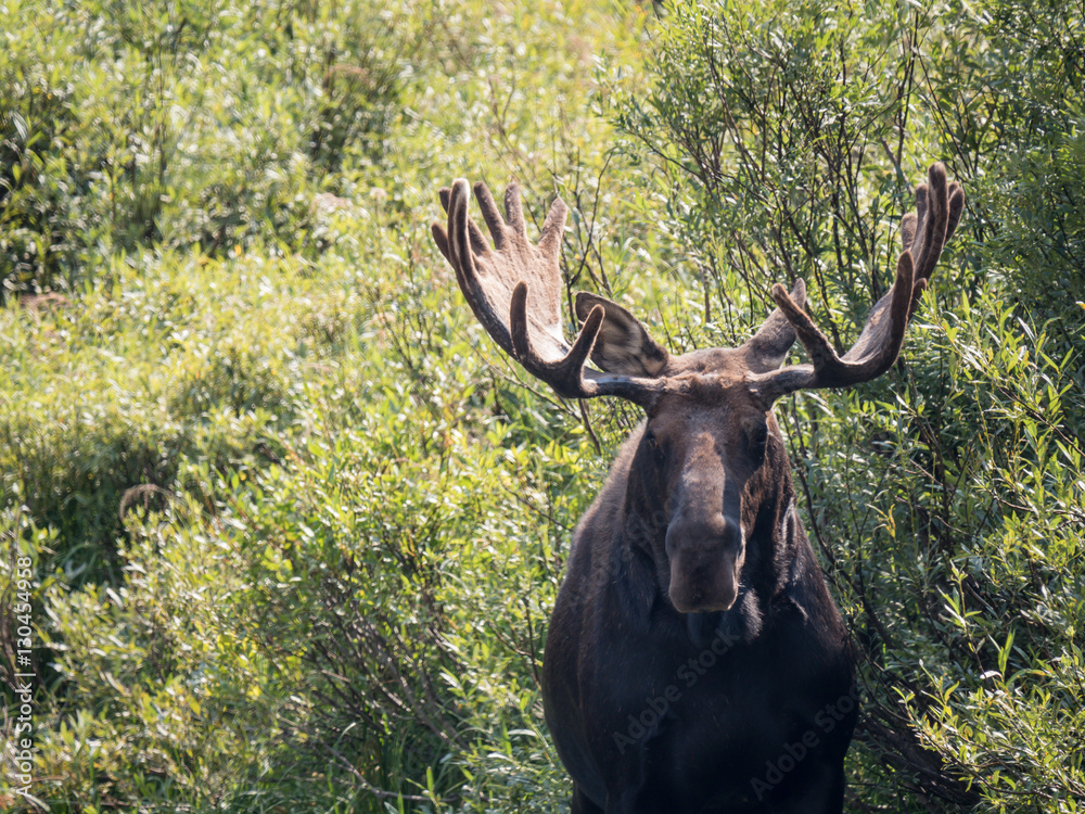 Lone moose looking into the camera Lone moose looking into the camera