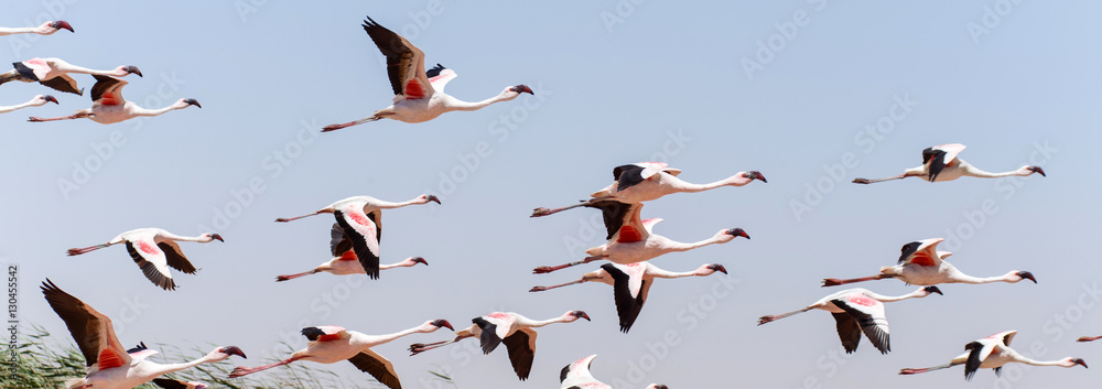 Fototapeta premium Flamingo Flying - Namibia
