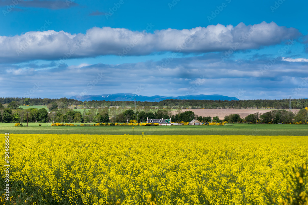 Inverness, Scotland - June 2, 2012: Wide shot of rural landscape showing a farm in the center, large yellow rapeseed in bloom field up front. All under blue sky.