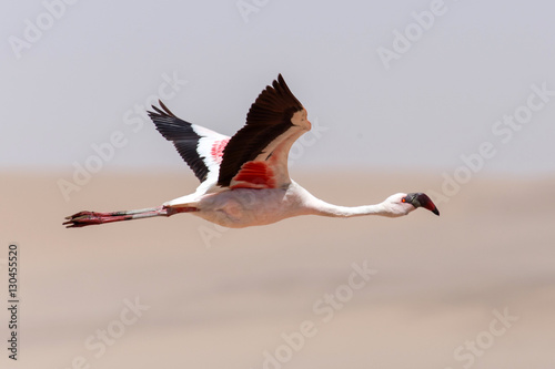 Flamingo Flying - Namibia