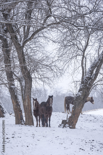 Herd of Quarter Horse mares in snowy pasture © Mark J. Barrett