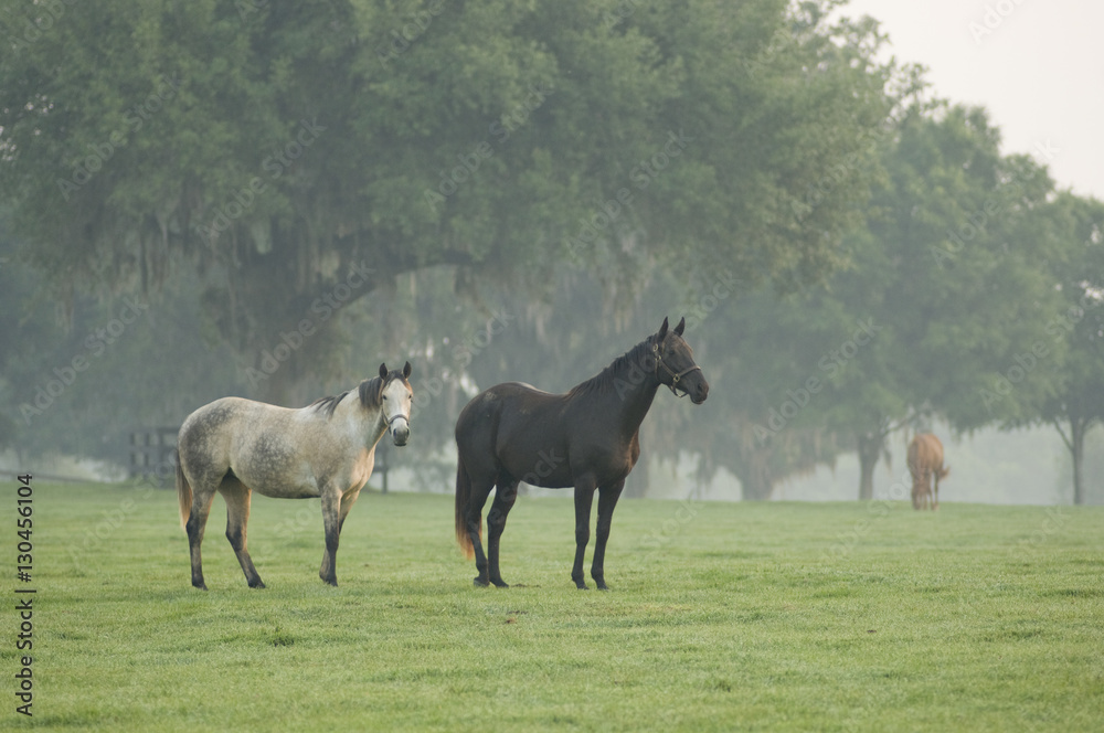 Thoroughbred mares in foggy pasture at sunrise Thoroughbred mares in foggy pasture at sunrise