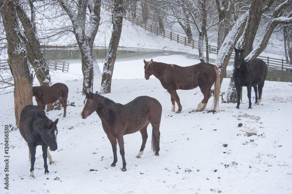 Quarter horses in snowy pasture Quarter horses in snowy pasture