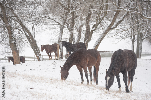 Quarter horses in snowy pasture