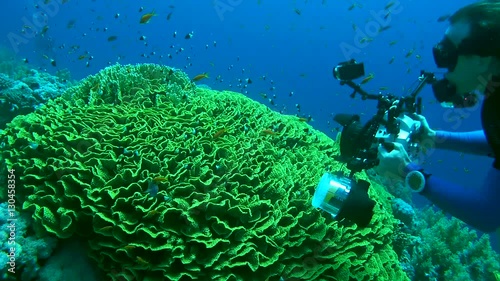   underwater photographer swims over Mushroom Leather Coral or green toadstool coral - Sarcophyton trocheliophorum
 photo